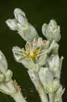 Longleaf buckwheat